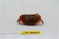 藏品(斯氏沙蟹)的圖片